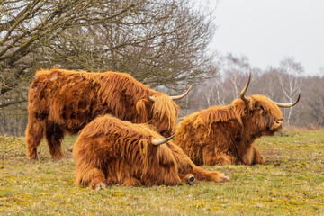 Highland cows on green grass with a slightly blurred background with trees in Dutch nature reserve Mookerheide