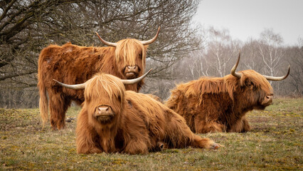 Highland cows on green grass with a slightly blurred background with trees in Dutch nature reserve Mookerheide