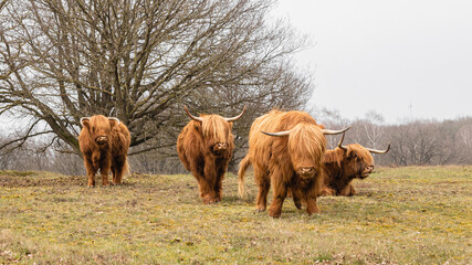 Highland cows on green grass with a slightly blurred background with trees in Dutch nature reserve Mookerheide