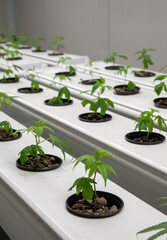 Cannabis hydroponic cultivation, is a special technique to grow plants out of the ground. Artificial lighting.