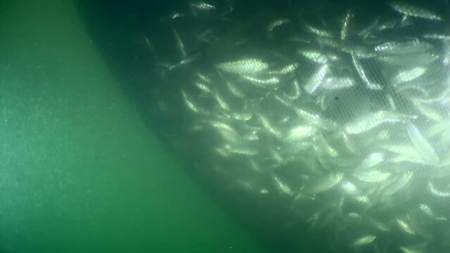 Fish inside a commercial fishing net: as the fishermen lift the net, the volume of the net decreases and the density of the school of fish caught in the trap increases.