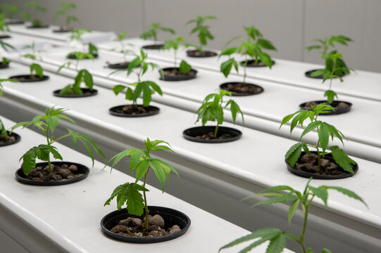 Cannabis hydroponic cultivation, is a special technique to grow plants out of the ground. Artificial lighting.