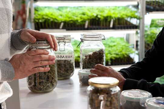 Bologna, Italy - 2022, April 8: Jars full of dried cannabis flowering tops at the trade show Indicasativa 2022, devoted to the hemp world..