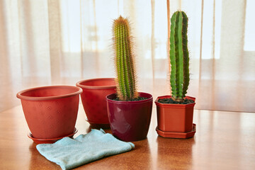 Transplanting a cactus from a small pot to a large one. Plant transplantation. Plant care. Caring for cacti.