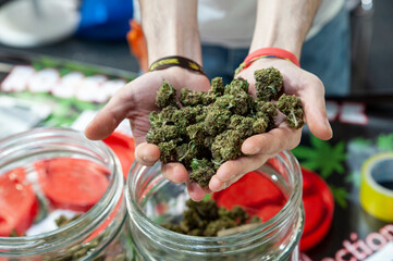 Bologna, Italy - 2022, April 8: Handful of dried cannabis flowering tops (close up). .