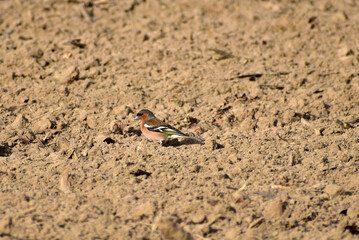 The singing migratory bird chaffinch jumps on the plowed land.