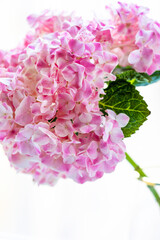 pink hydrangea flower in a glass vase close-up