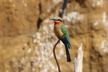 White-fronted Bee-eater, South Africa