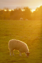 sheep in the field