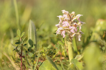 Sicilian Flower Plant Macro in spring Italy in Europe on a lovely day