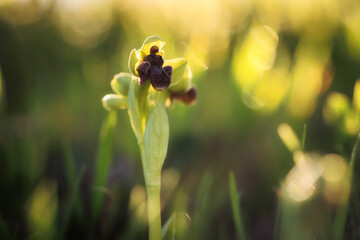 Sicilian Flower Plant Macro in spring Italy in Europe on a lovely day