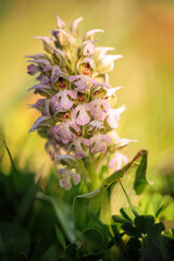 Sicilian Flower Plant Macro in spring Italy in Europe on a lovely day