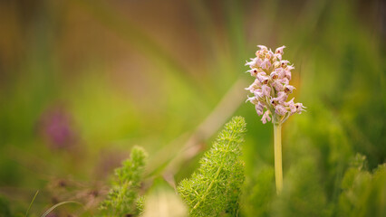 Sicilian Flower Plant Macro in spring Italy in Europe on a lovely day