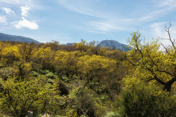 Hiking in the Spring Coastal Forest Hills of Sicily in Italy, Europe