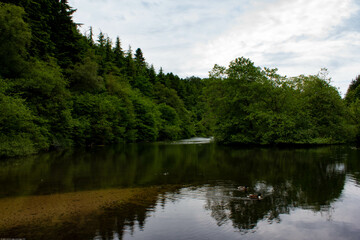 Fototapeta na wymiar lake in the woods