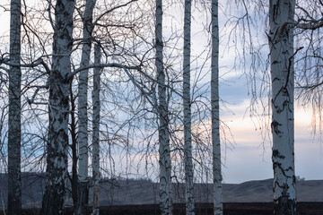 Birches at sunset in spring.