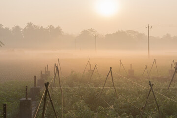 Winter morning - fog over a green agriculture field with sun rising in the background.