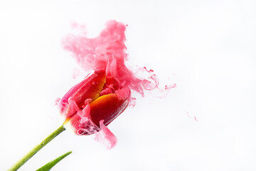 Beautiful pink tulip flowers in pink colored clouds. concept of spring