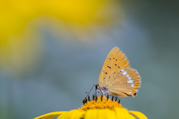 Motyl czerwończyk dukacik na żółtym kwiatku