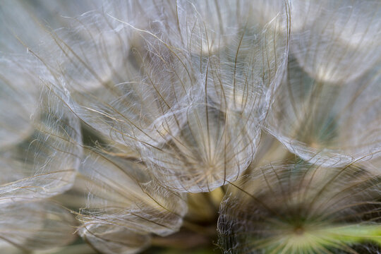 Fototapeta Srebrzysty dmuchawiec na łące