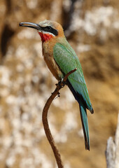 White-fronted Bee-eater, South Africa
