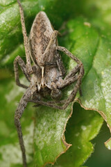 Vertical closeup on a male nursery web spider, Pisaura mirabilis sitting on a green leaf