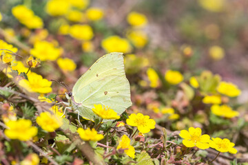 Motyl latolistek cytrynek wśród żółtych kwiatów