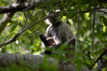 Mother Grey Langur carrying its young one in the forrest
