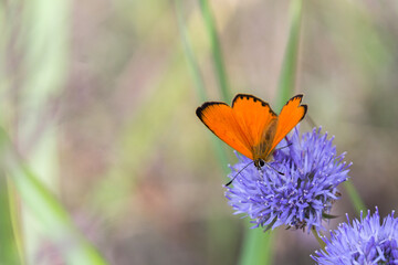 Motyl czerwończyk nieparek na fioletowym kwiatku