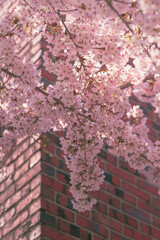 pink cherry blossom