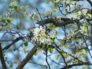 Amelanchier ovalis | Gemeine Felsenbirne oder Edelweißstrauch. Verzweigte Strauch mit eiförmige Laubblätter, feine Zähnung. Traubige Blütenstand von weißfilzigen Knospen mit feine Wimpern 