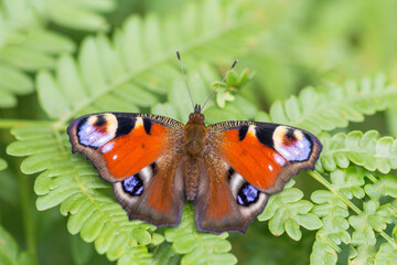 Fototapeta na wymiar Motyl rusałka pawik na łące