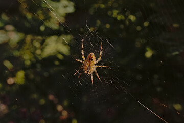European garden spider, sitting in it`s web
