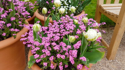 Beautiful pot of spring flowers, tulips forget-me-nots and pansies, a lovely display for Spring.
