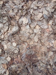 last year's old withered foliage and brown leaves background
