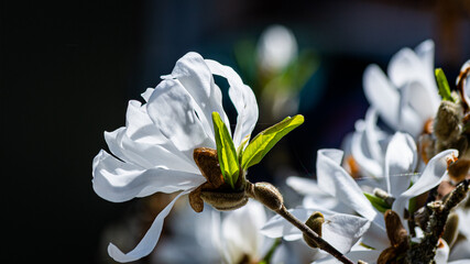 Blütenzauber © Bruno