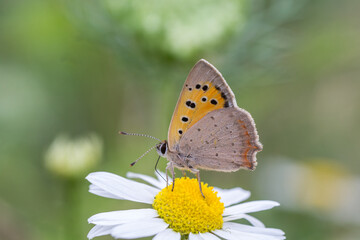 Fototapeta na wymiar Motyl czerwończyk żarek na rumianku