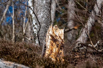 Verfaulter Baumstumpf im Nationalpark Harz