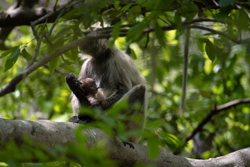 Mother Grey Langur carrying its young one in the forrest