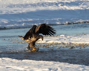 eagle with fish