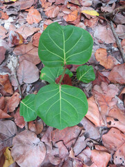 Close up of green leaves with dry leaves background. Background of tropical coastal vegetation of french overseas territories. Nature of the French West Indies.