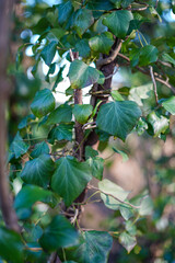 green leaves in the forest