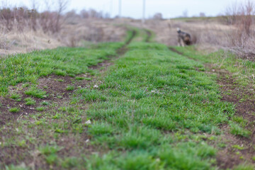 Country road overgrown with young spring grass covered with morning dew. Morning haze. Narrow focus.