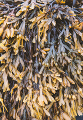 Natural background with Seaweed Fucus spiralis