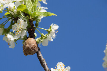 A butterfly cocoon on a flowering branch against a blue sky background