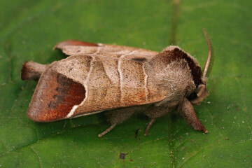 Closeup on the chocolate-tip moth, Clostera curtula sitting on a green leaf