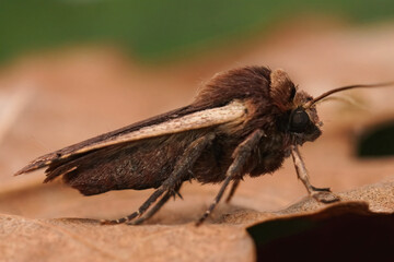 Closeup on the Flame shoulder moth, Ochropleura plecta, sitting on a green leaf