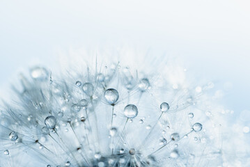 Macro nature. Beautiful dew drops on dandelion seed macro. Beautiful soft background. Water drops on parachutes dandelion. Copy space. soft focus on water droplets. circular shape, abstract background - obrazy, fototapety, plakaty