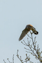 A kestrel caught a lizard, trying to eat it on a tree at a sunny day in spring.