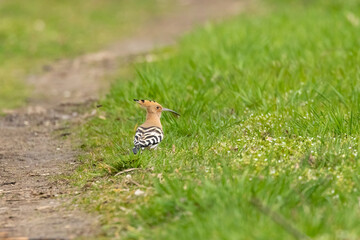 An eurasian hoopoe looking for food at a sunny day in spring.